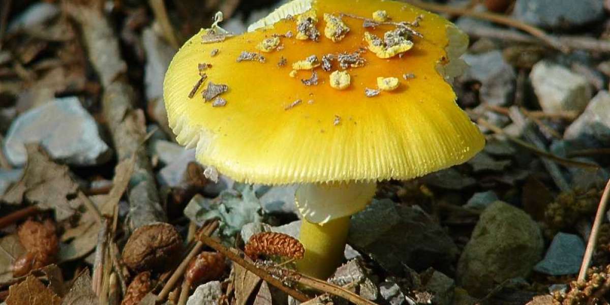 10 Potential Dangers Of Consuming Magic Mushrooms