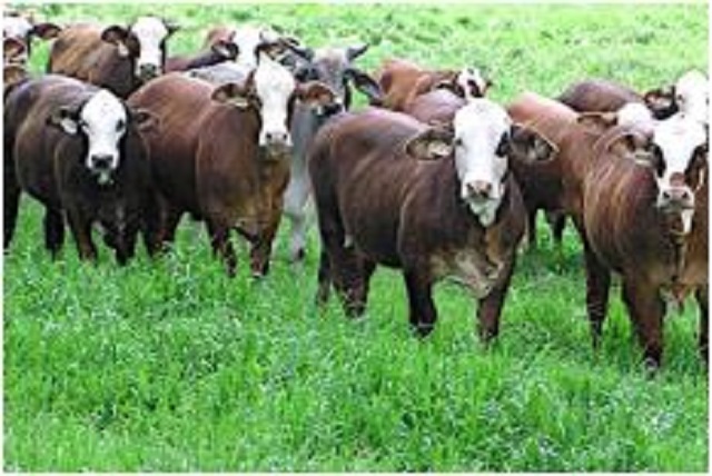 What Is Pasture Management, And How To Perform It? - Free Article Submission Site List | Free Guest Post Site List