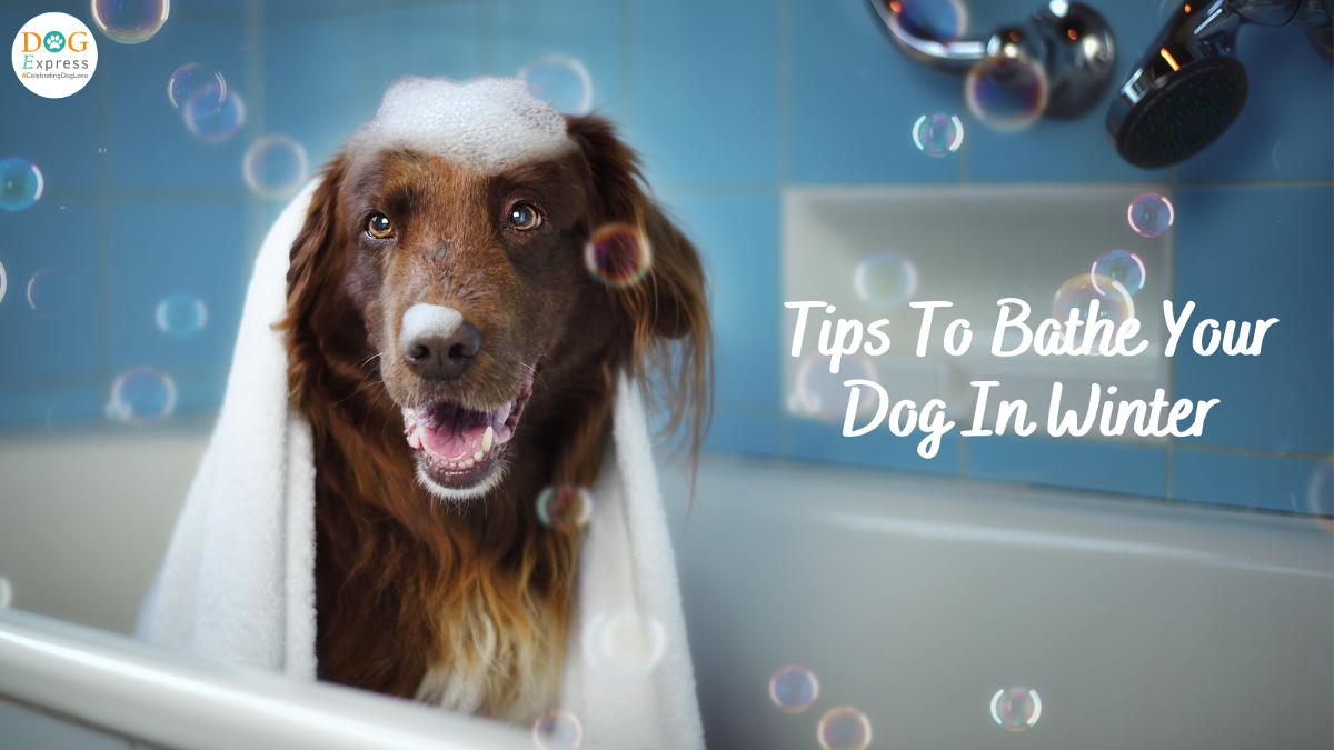 Tips To Bathe Your Dog In Winter  | Medium