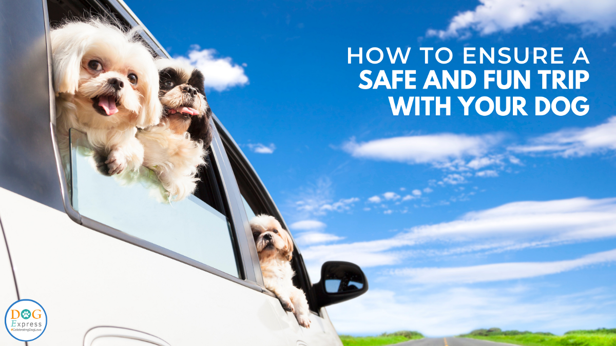 How to Ensure A Safe and Fun Trip with Your Dog? | Medium