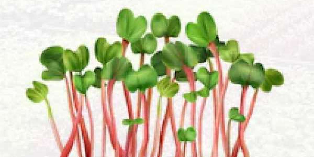 Microgreens Market is Growing in Huge Demand | Top Players, Application and Forecast to 2029