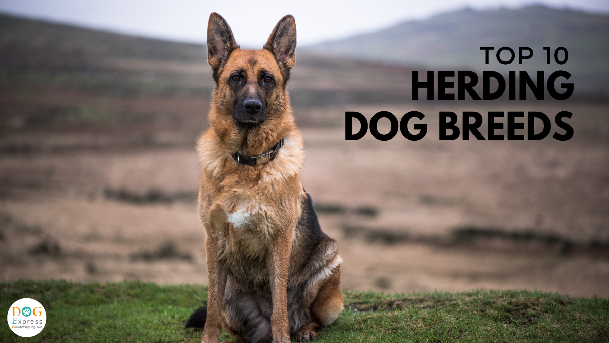 Top 10 Herding Dog Breeds. | Medium