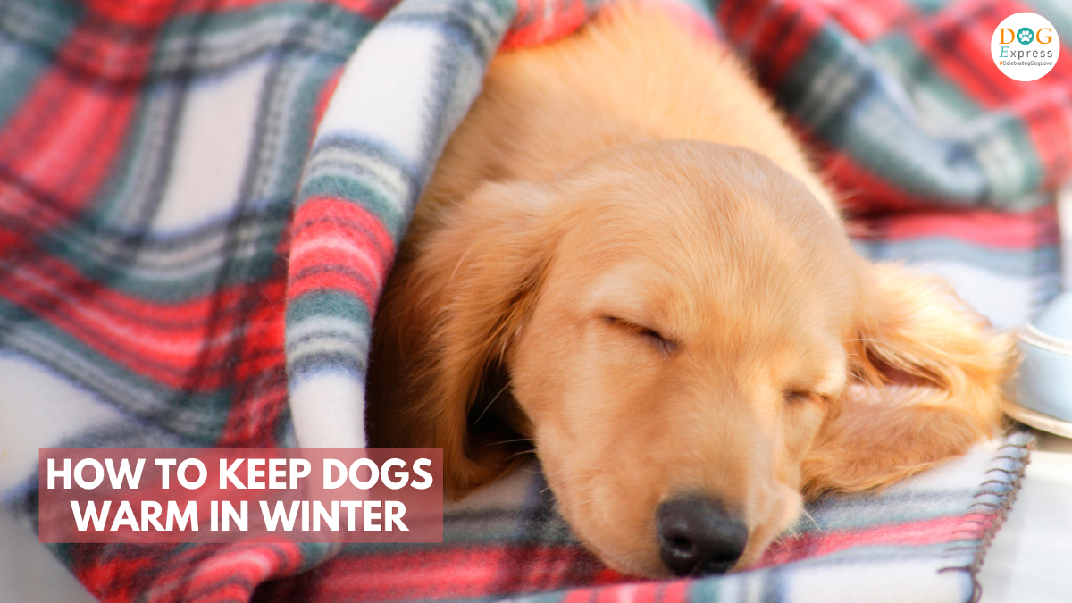 How To Keep Dogs Warm in Winter. There are several myths and truths… | by Dog Express | Medium