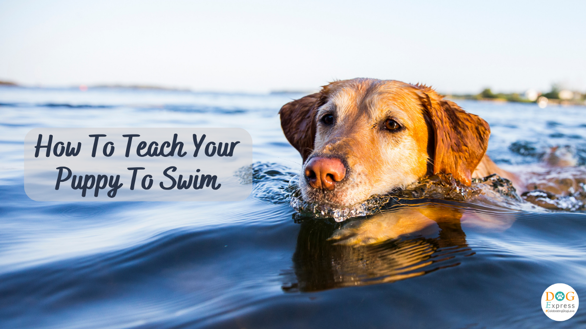 Dog How To Teach Your Puppy To Swim? | by Dog Express | Nov, 2022 | Medium