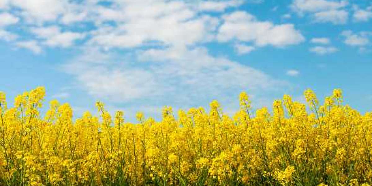Oilseeds Market demand, Manufacturing Cost Structure Analysis, Growth Opportunities & Restraints to 2030
