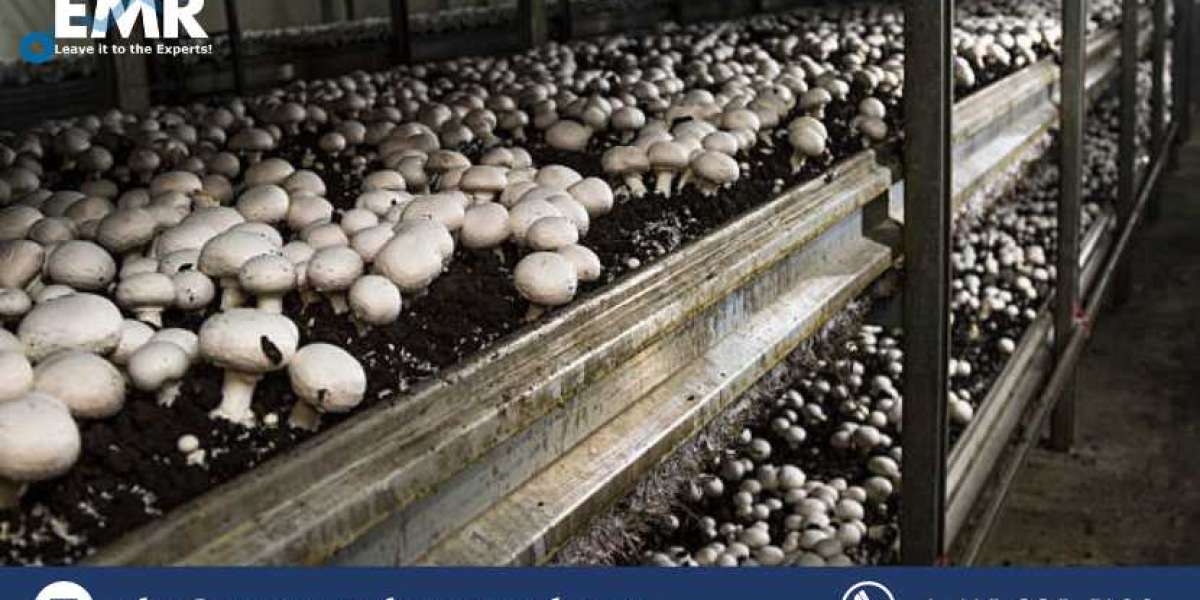 Global Mushroom Cultivation Market Size, Share, Report and Forecast 2023-2028