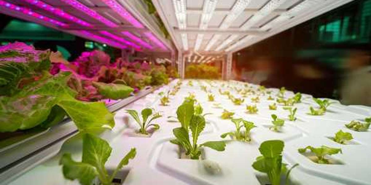 Hydroponics Market Trends with Demand by Regional Overview, Forecast 2030