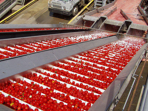 Tomato Processing Machinery - Tomato Processing Plant Manufacturer from Kolkata | Gem Drytech Systems LLP