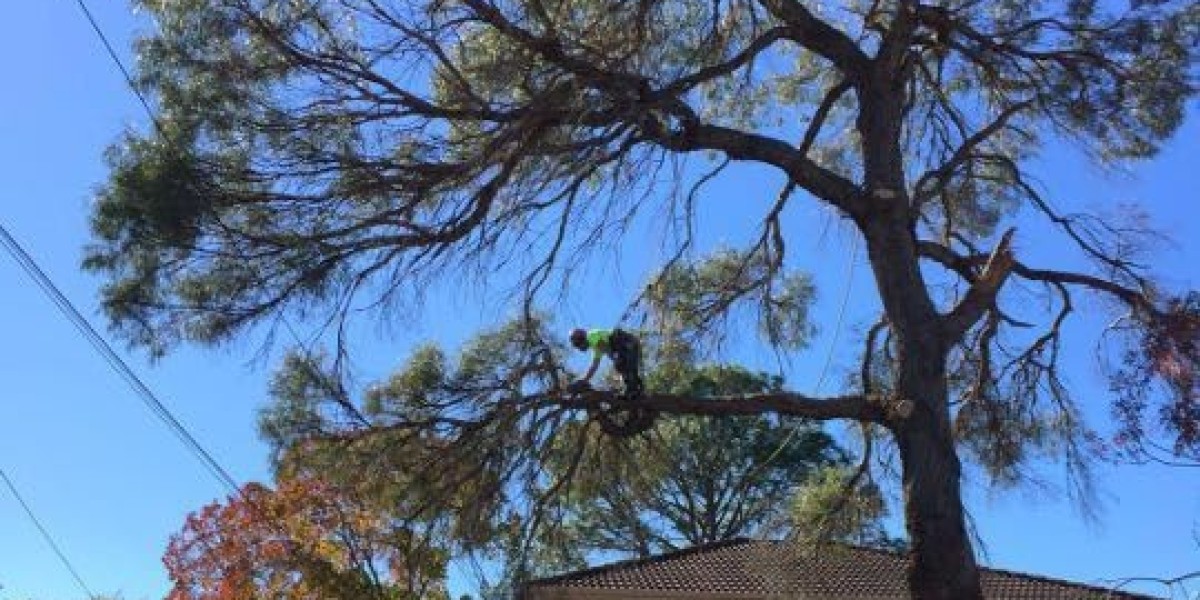 Transform Your Garden with Ben's Tree and Garden Services: Tree Trimming and Emergency Tree Removal in Sydney