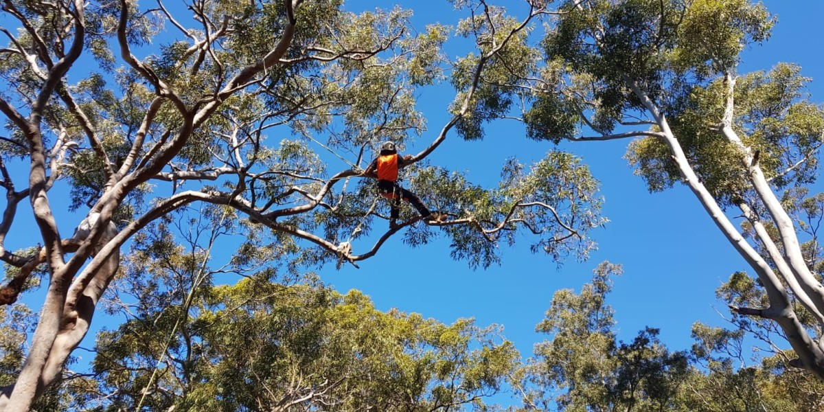 Tree Cutting in Lane Cove and Tree Pruning in Avalon