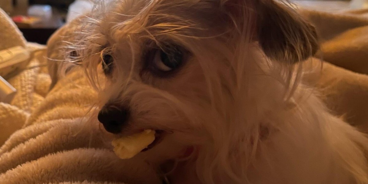 Dog Side Eye Memes: Unleashing Canine Sass and Humor