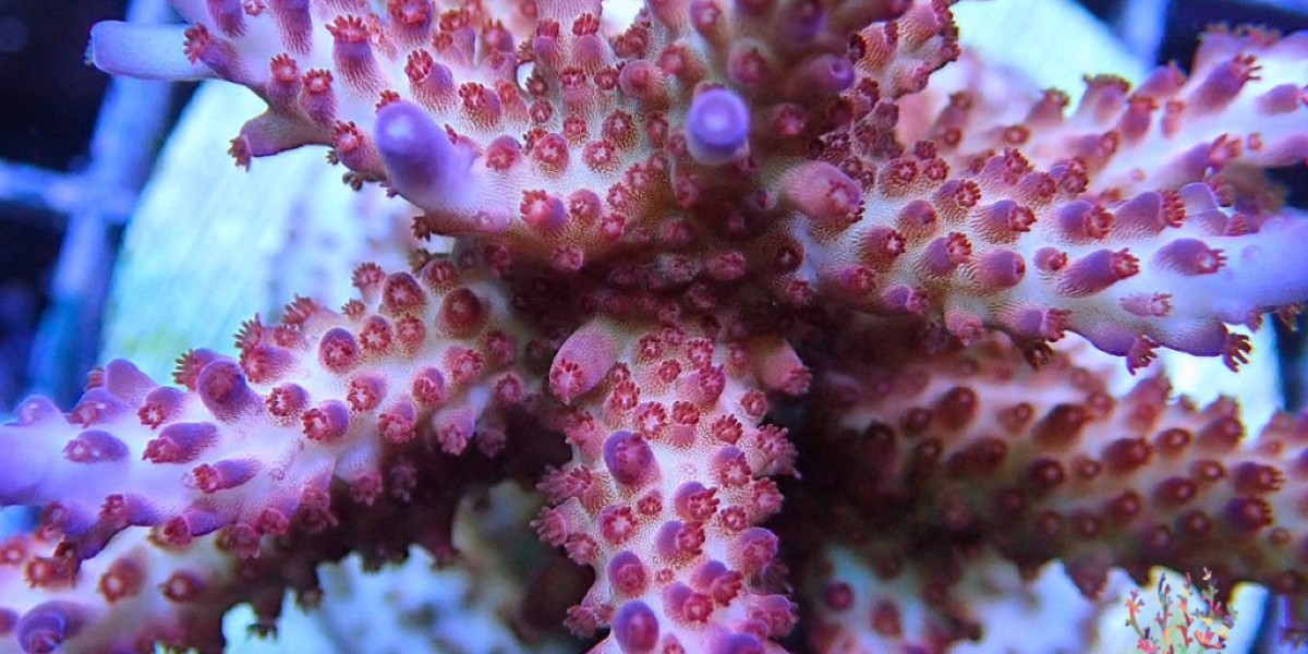 Coral Fragments: Bringing Colour And Diversity To Your Marine Aquarium