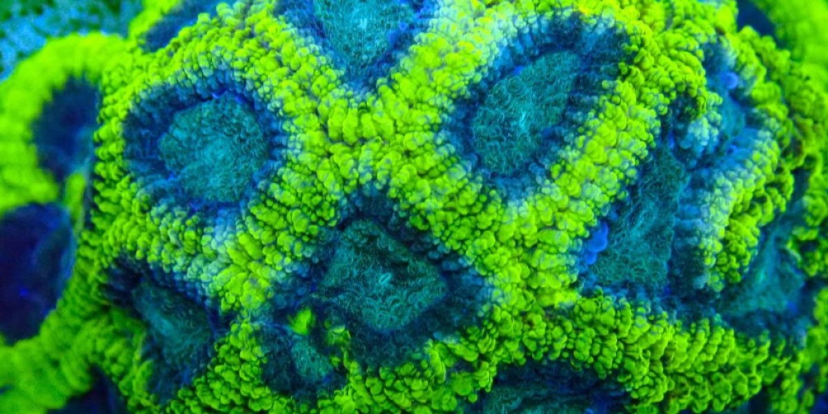 Discover the Beauty of LPS Corals in Canada: A Vibrant Underwater Wonderland