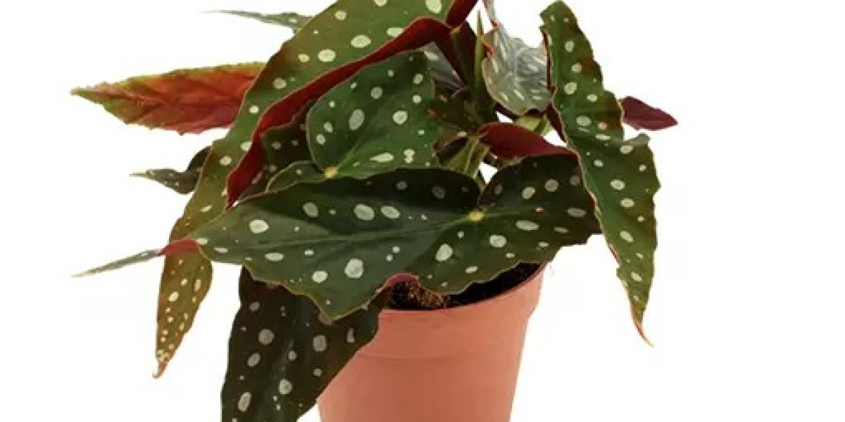 Begonia Maculata: A Stunning Addition to Your Indoor Garden