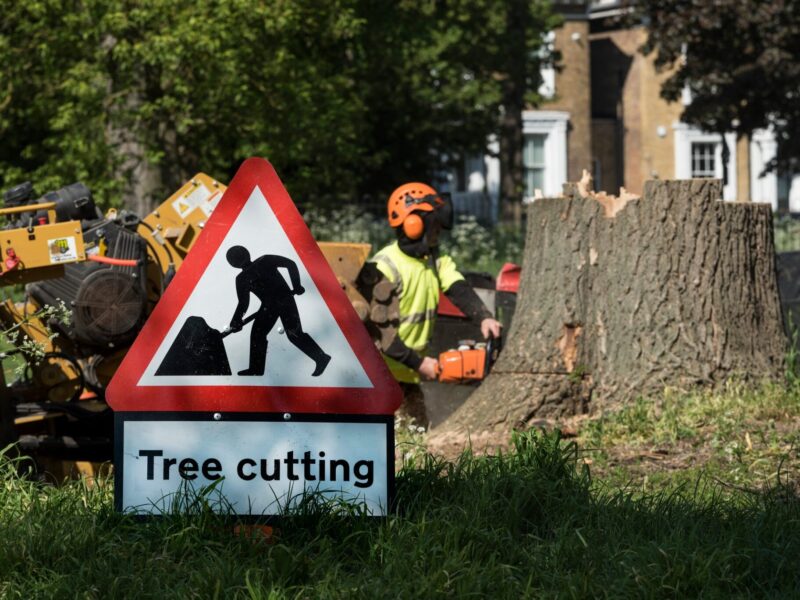 Tree Surgeons in Hertfordshire, North London | Tree Removal Essex | Tree Specialist | KW Tree Care