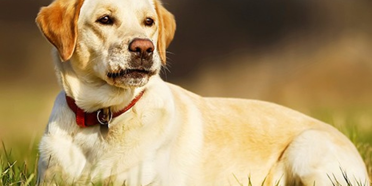 Finding Your Furry Friend: Labrador Retriever Puppies