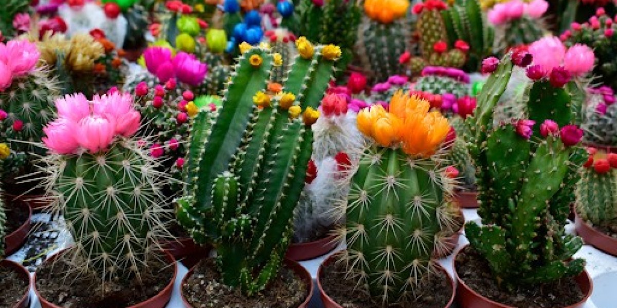 The Fascinating World of Cacti Plants: Everything in Detail