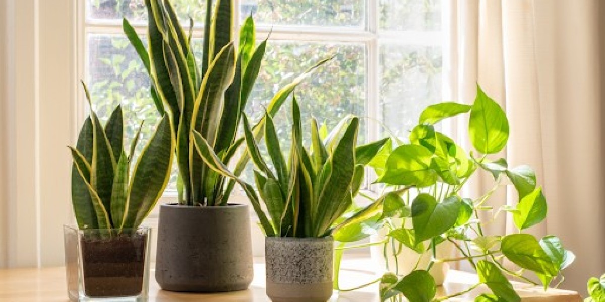 Bringing the Outdoors In Ficus Houseplants and Their Benefits