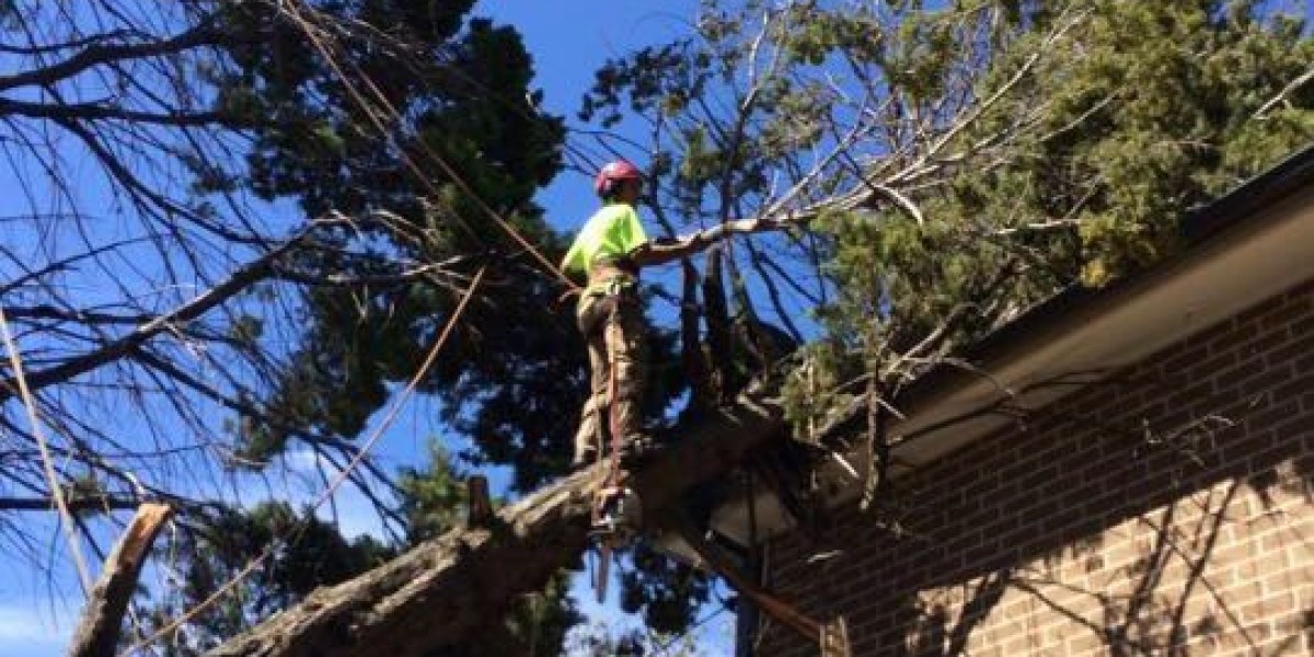 Your Trusted Partner in Tree Felling Service in Sydney