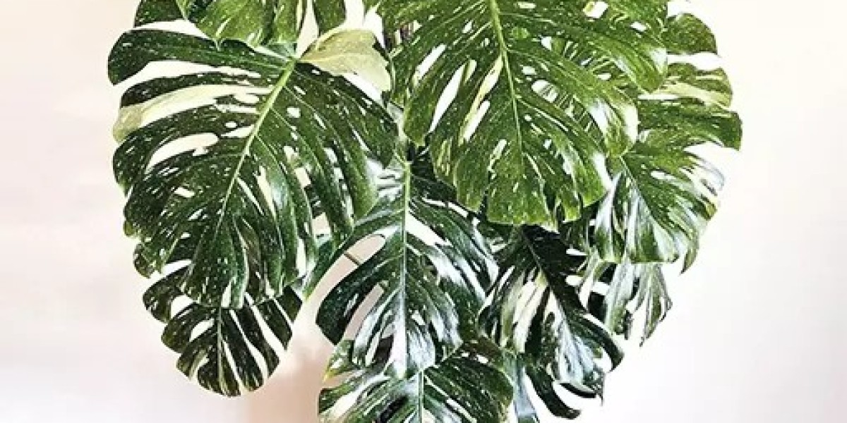 The Monstera Deliciosa Chronicles: A Deep Dive into the Fruit Salad Plant Trend