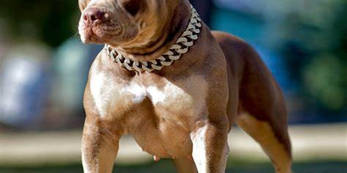 From Breeder to Home: The Journey of Pitbull Puppies for Sale