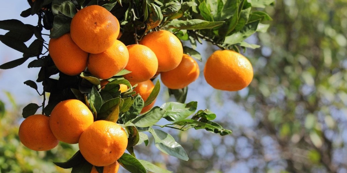 Tangerine Processing Plant Project Report 2024: Comprehensive Business Plan and Cost Analysis