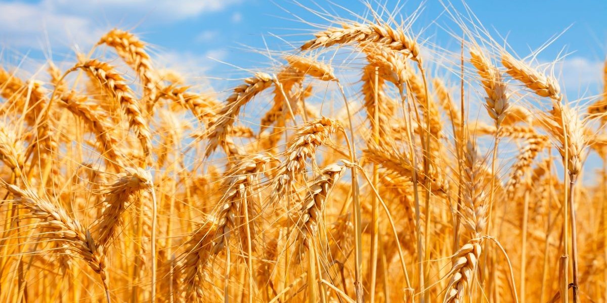 The Flourishing Global Wheat Market: Nourishing a Growing World