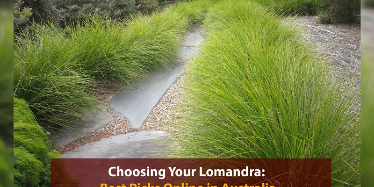 Choosing Your Lomandra: Best Picks Online in Australia