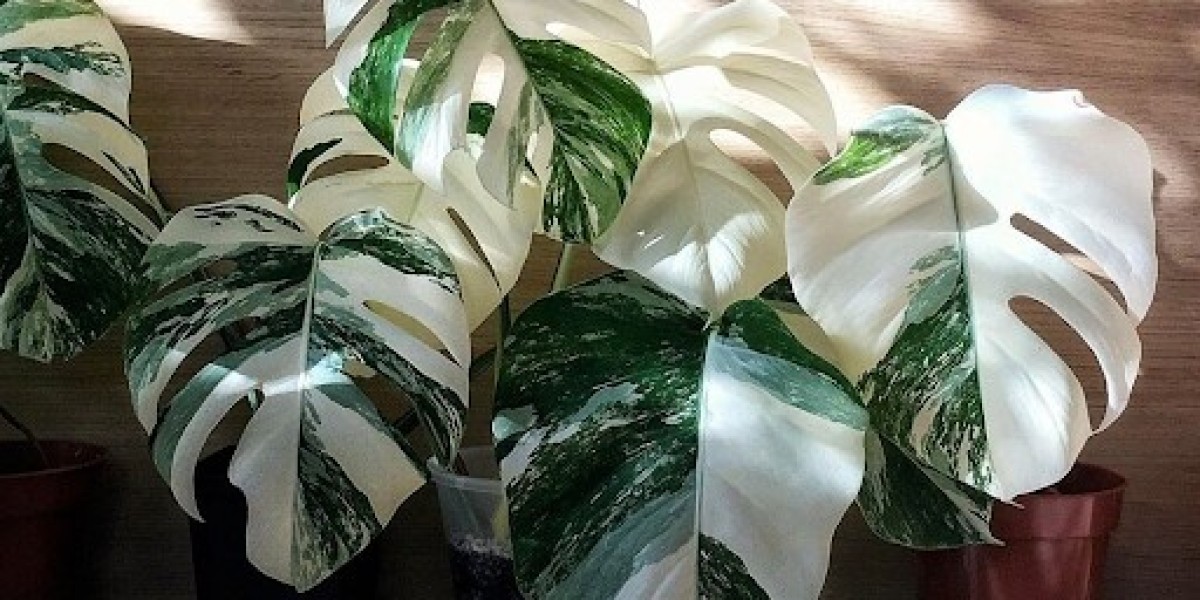 Variegated Monstera: The Exquisite Elegance of Nature's Artistry