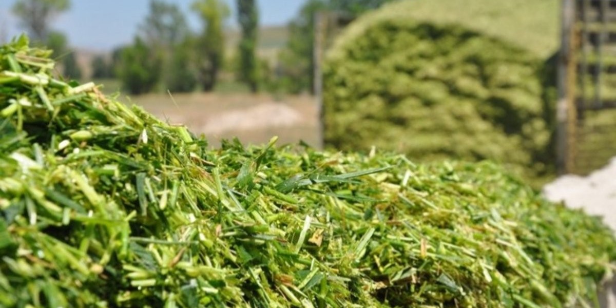 Next-Gen Silage Additives: Paving the Way for Modern Farming