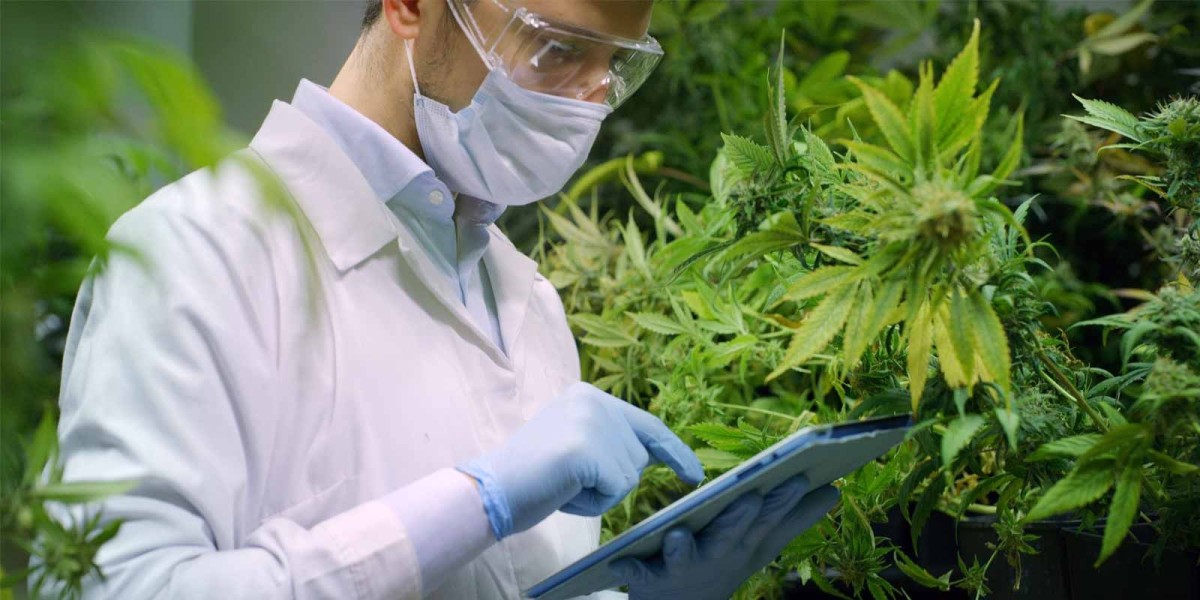 Cannabis Testing Market Share, Size, Trends, Key Players, Growth Factors and Forecast 2024-2032