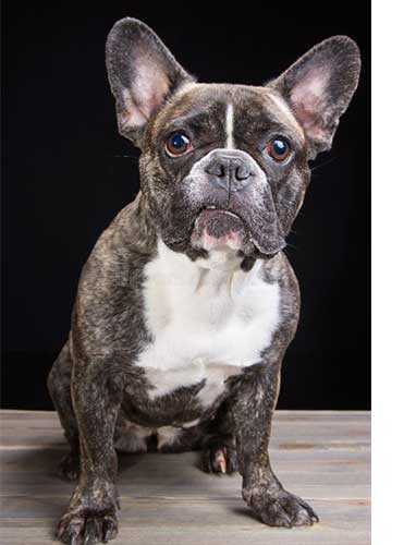 French Bulldog Breeders in Atlanta - Damn Danley Kennels