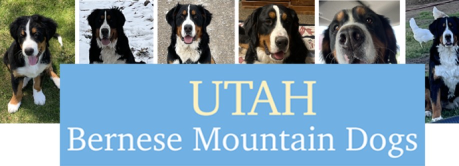 Utah Bernese Mountain Dogs