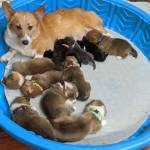 Littlecorgipups