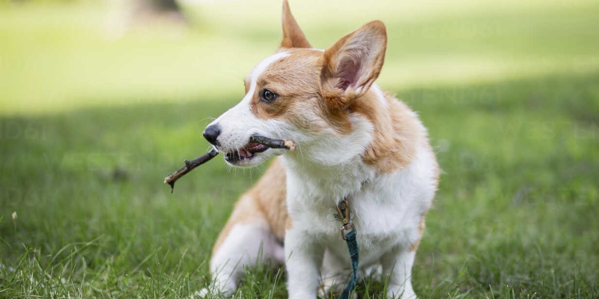 Stick Selection Made Simple: Finding the Right Stick for Your Dog's Size and Strength