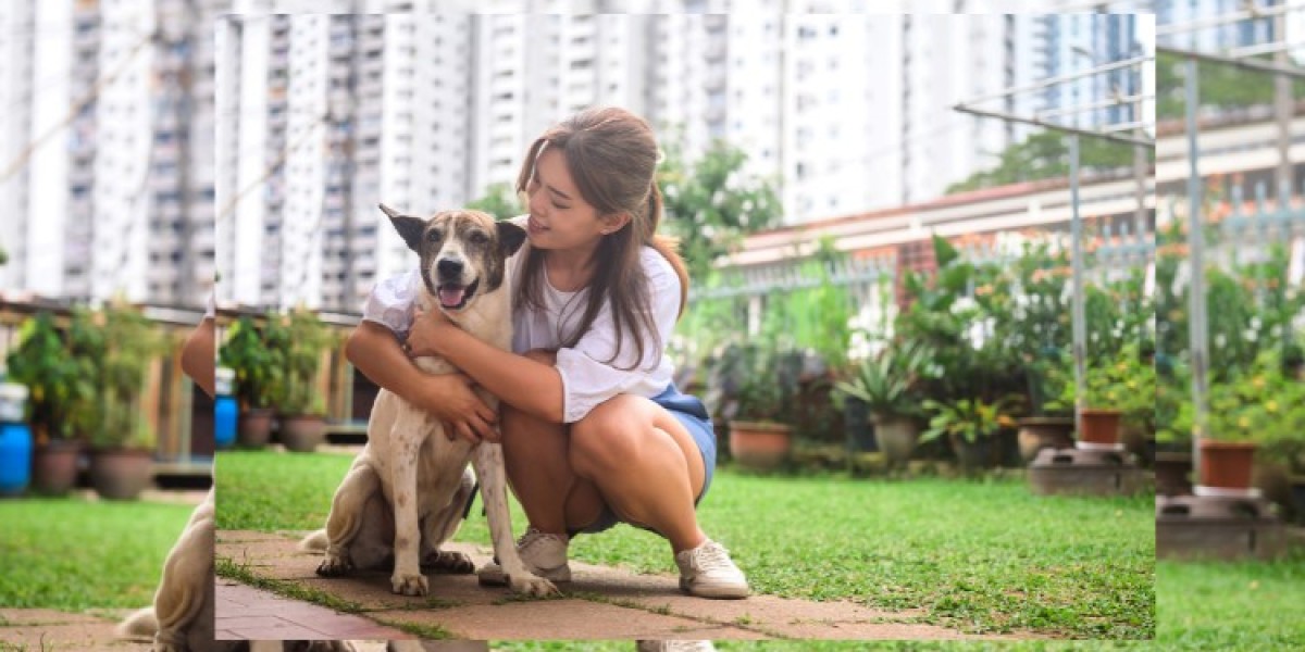 South Korea Pet Care Market: An Insightful Overview