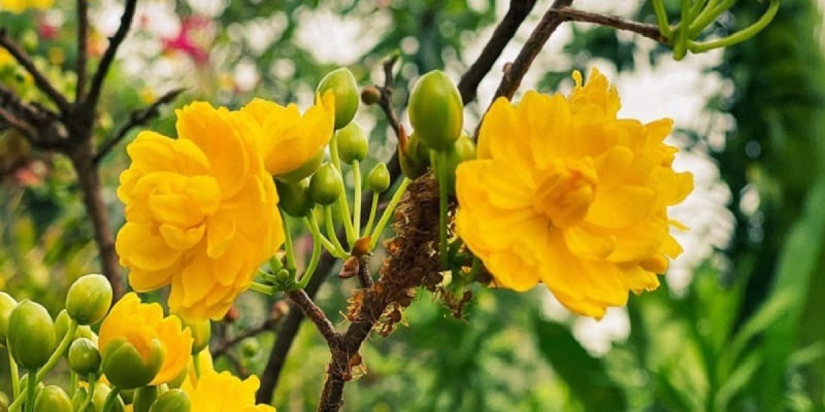 Chiêm ngưỡng cây mai vàng khủng trị giá 2 tỷ đồng tại chợ Tết Đà Lạt