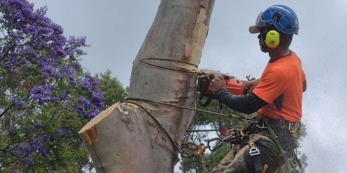 Professional Tree Pruning in Northern Beaches: Enhancing Your Property's Aesthetics