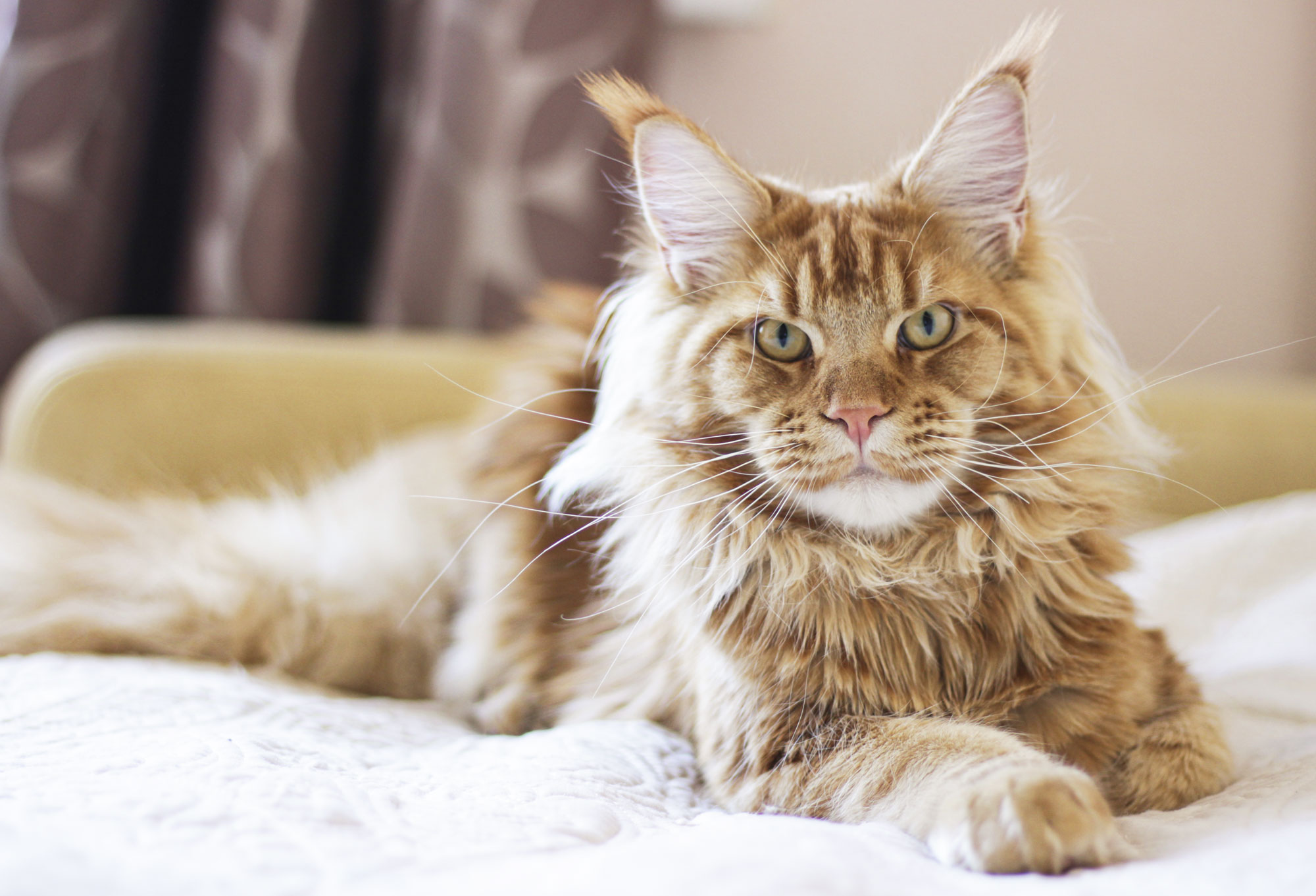 Ultimate Guide: Choosing Your Maine Coon Breeder