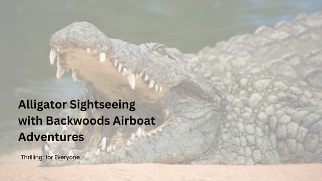 Alligator Sightseeing with Backwoods Airboat Adventures | PPT