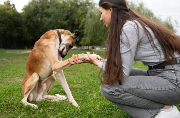 Emotional Support on Four Legs: The Perks of Therapy Dogs - Prize Poodles and Doodles