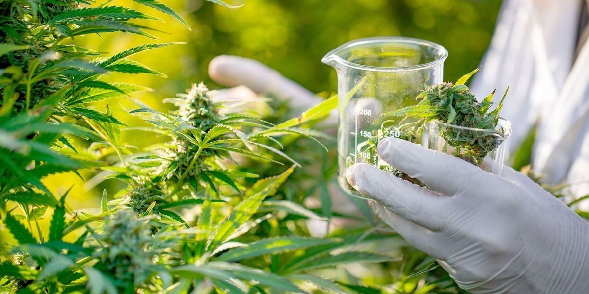 Cannabis Testing Market Share, Size, Key Players, Analysis and Forecast 2024-2032