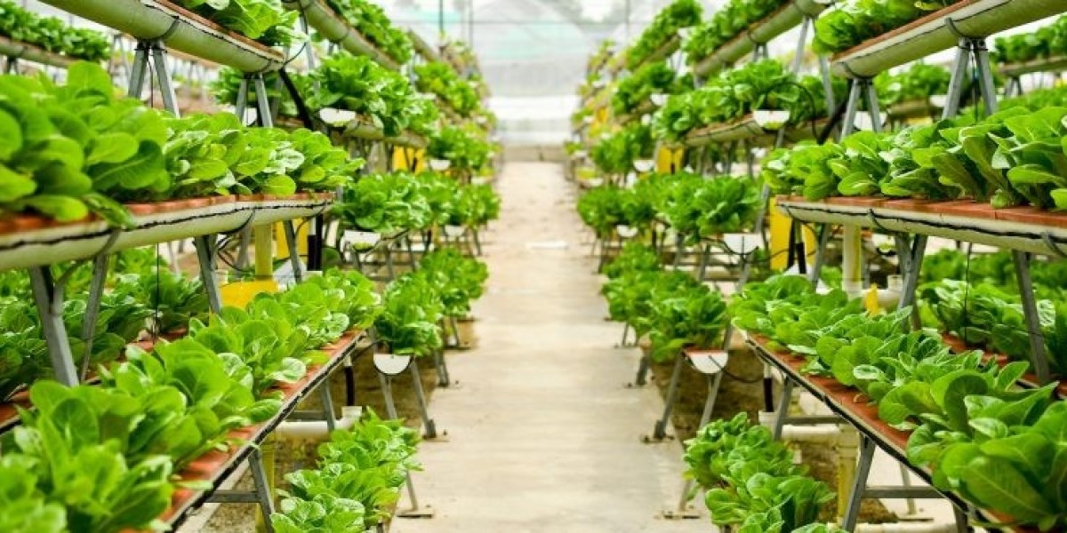 Vertical Farming Market Insights 2024: Top Impacting Factors, Growth Analysis and Industry Predictions And Outlook