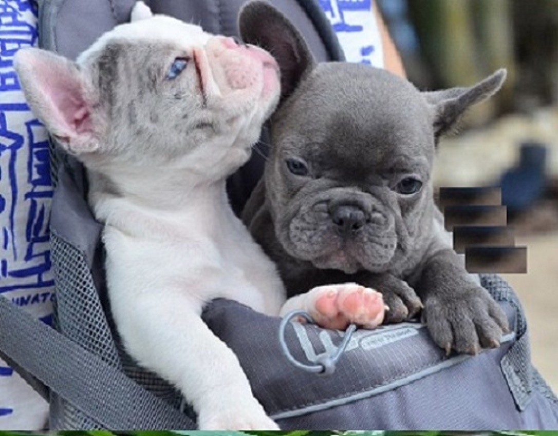 French Bulldog pottyregisteredpuppies.com French Bulldog puppies pottyregi