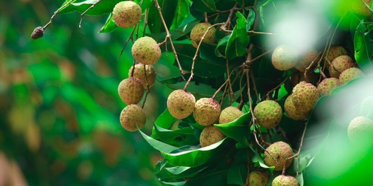 Litchi Plant - GardenGram