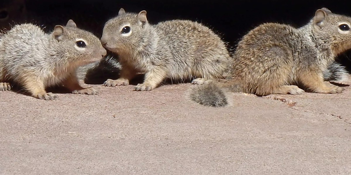 Choosing The Most Effective Company For Squirrel Control Services DC