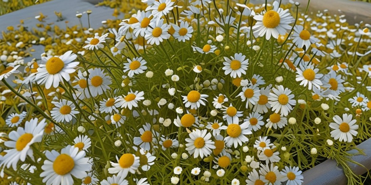 Chamomile Processing Plant Report 2024: Setup Details, Capital Investments and Expenses