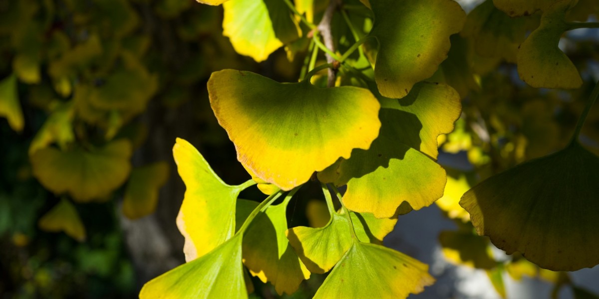 Echte Erfolgsgeschichten: Männer, die ihre Erektionsstörungen mit Ginkgo biloba verbessert haben