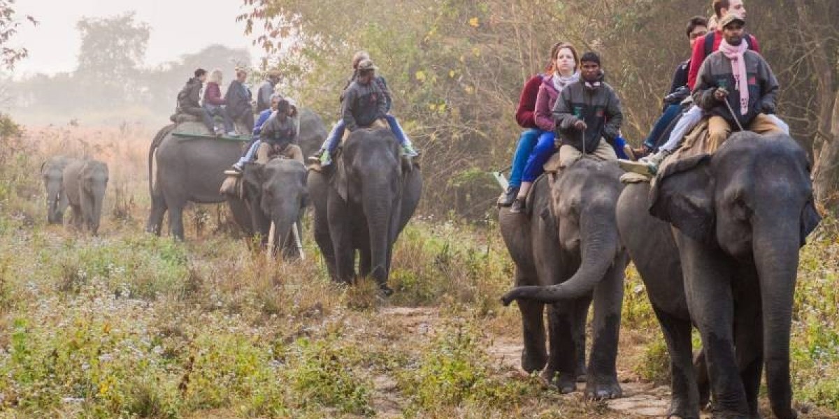 Assam Tour Packages: Discover Nature, Wildlife, and Culture