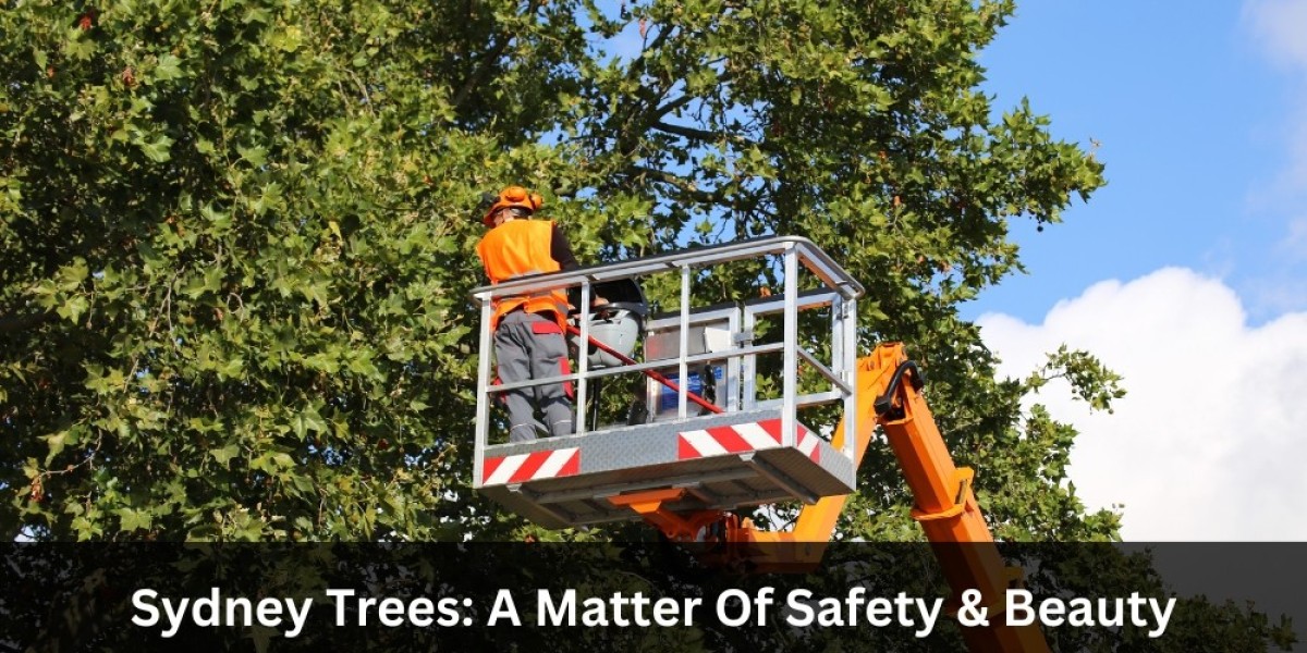 Sydney Trees: A Matter Of Safety & Beauty